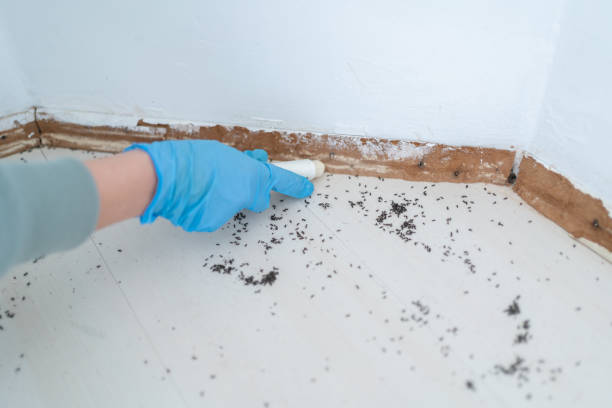 Real Estate Pest Inspections in China Lake Acres, CA